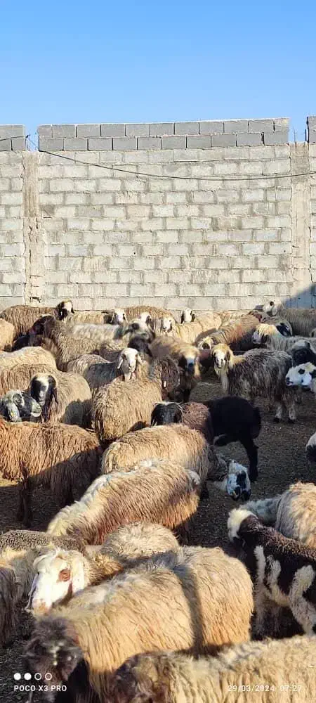 فروش میش بختیاری درجه یک|حیوانات مزرعه|شیراز, درکی|دیوار