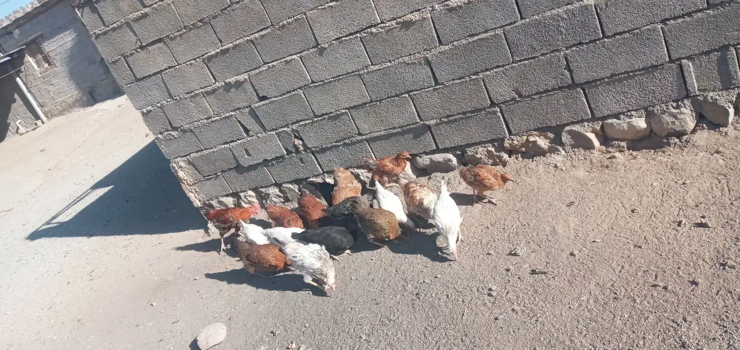 چند عدد مرغ و خروس|حیوانات مزرعه|ویسیان, |دیوار