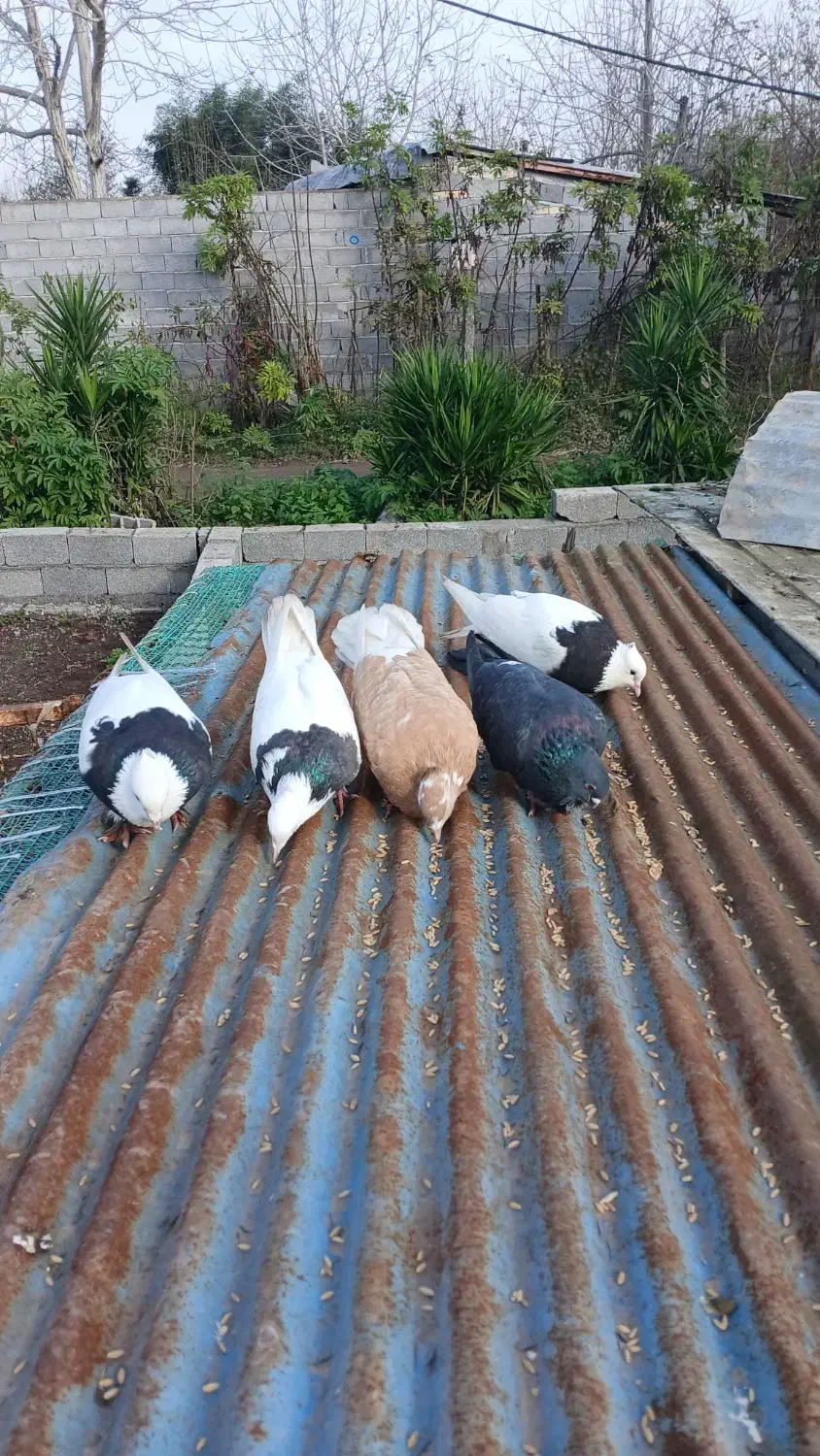 کبوتر|پرنده|سنگر, |دیوار