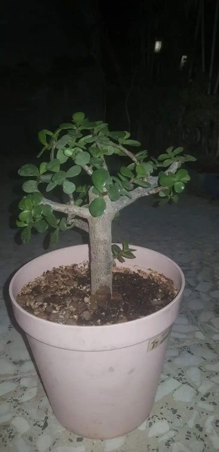 گل و گیاه|گل و گیاه طبیعی|چهاردانگه (تهران), |دیوار