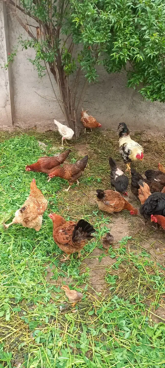 تخم مرغ محلی|حیوانات مزرعه|رامیان, |دیوار