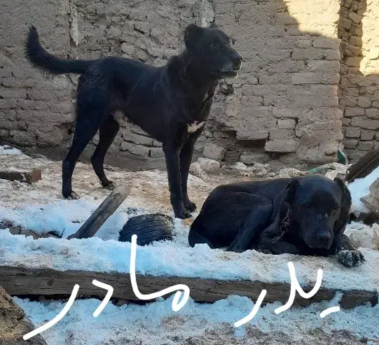 وگذار توله افغان نژاد خالص|سگ|جنگل, |دیوار