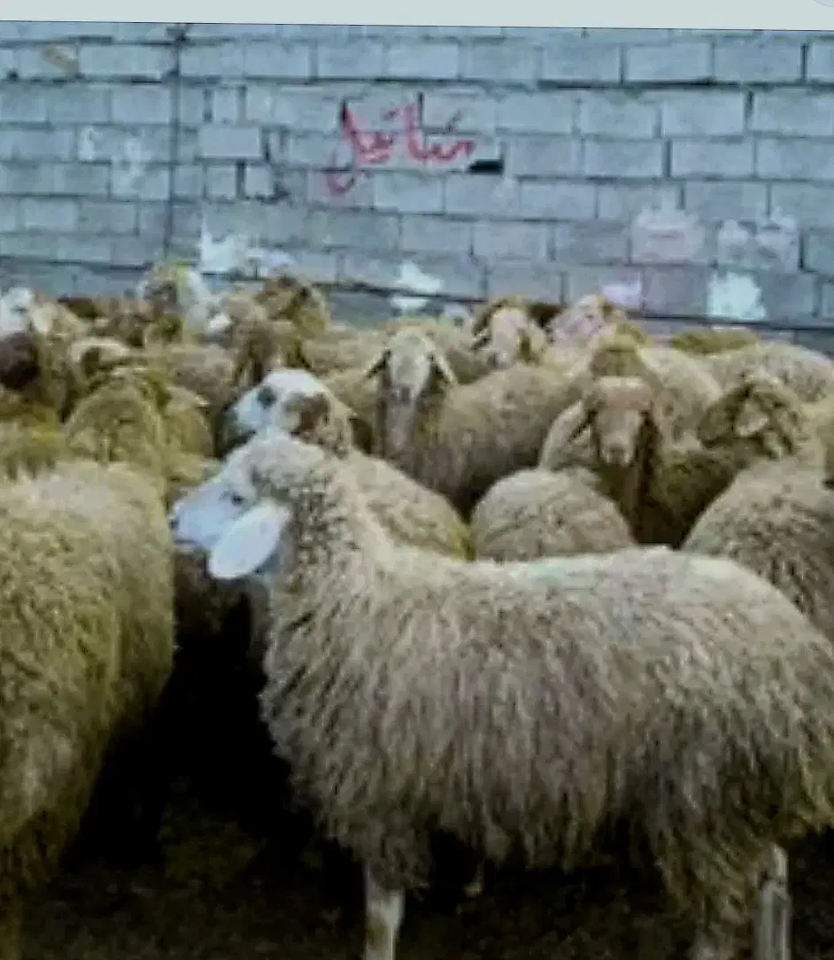 گوسفند صدرصد ارگانیک در مکان تمیز و تخفیف ۲۰ درصدی|حیوانات مزرعه|مشهد, آبکوه|دیوار