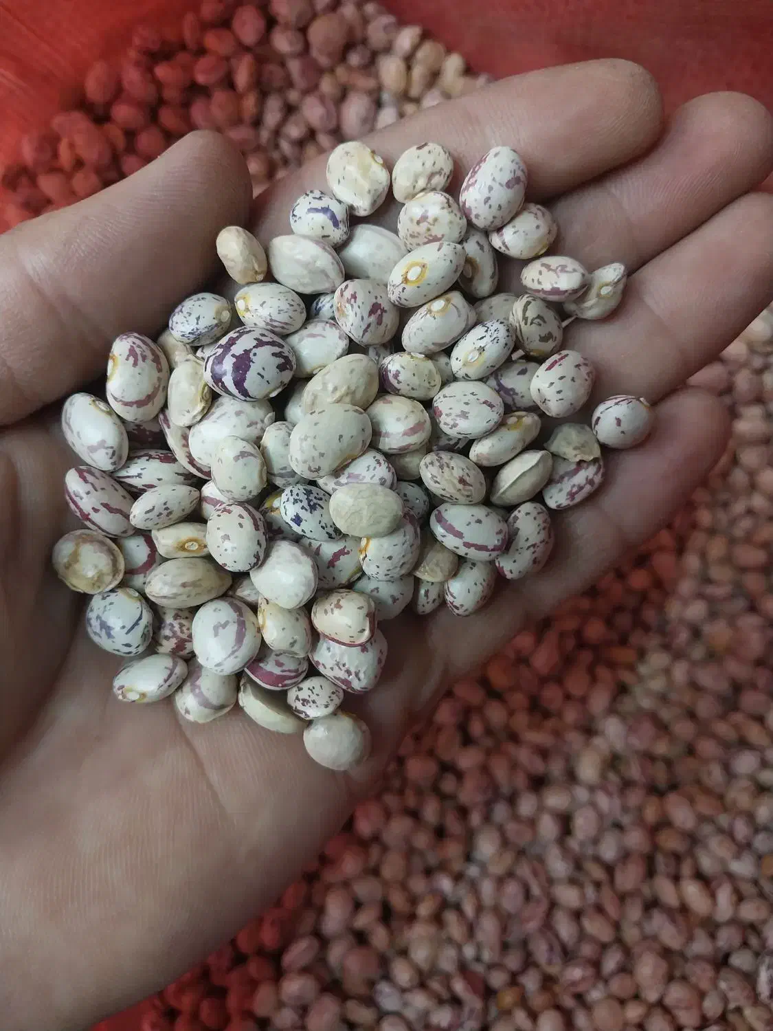 لوبیا چیتی|خوردنی و آشامیدنی|تهران, دانشگاه شریف|دیوار