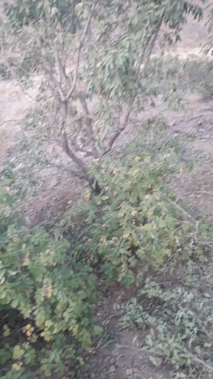 برش و خرید چوب|خدمات باغبانی و درختکاری|کاشان, راه آهن کاشان|دیوار