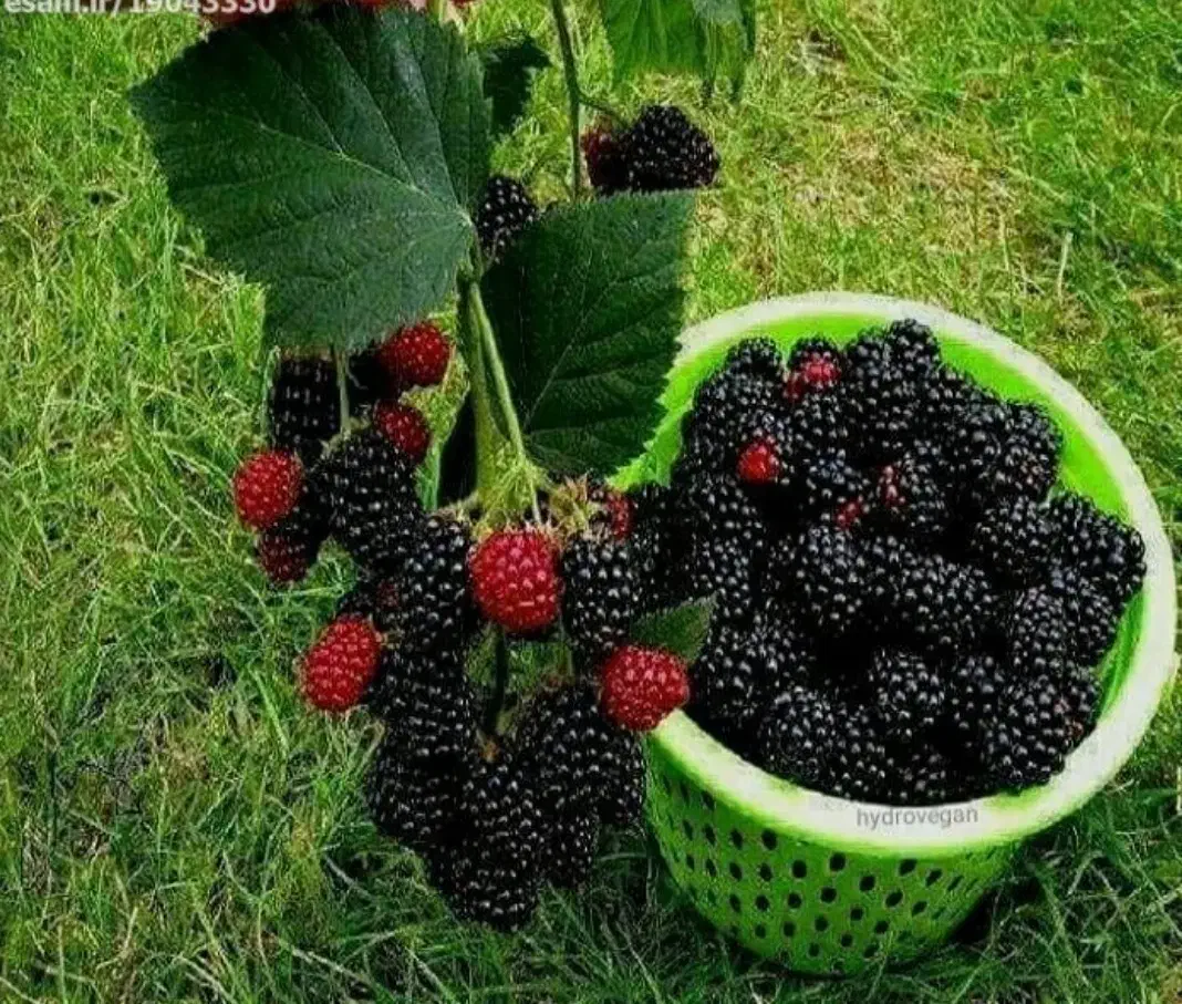 مرباتمشک|عمده‌فروشی|زابل, |دیوار