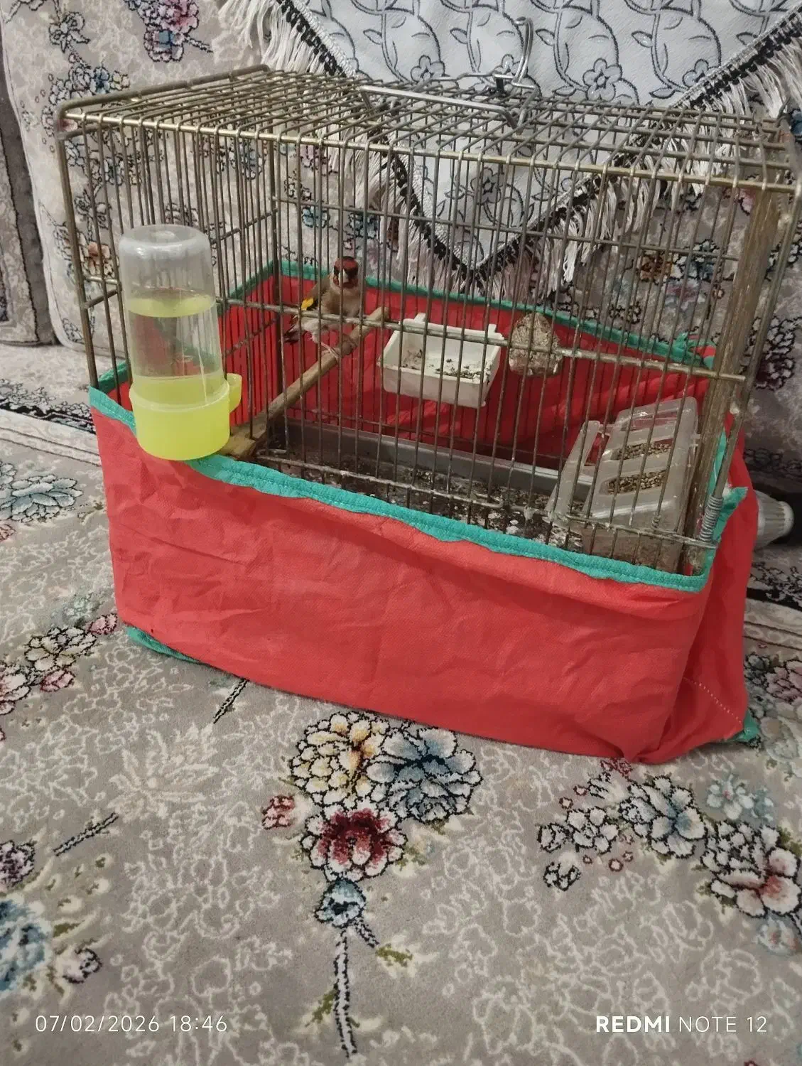 سهره|پرنده|کلاترزان, |دیوار