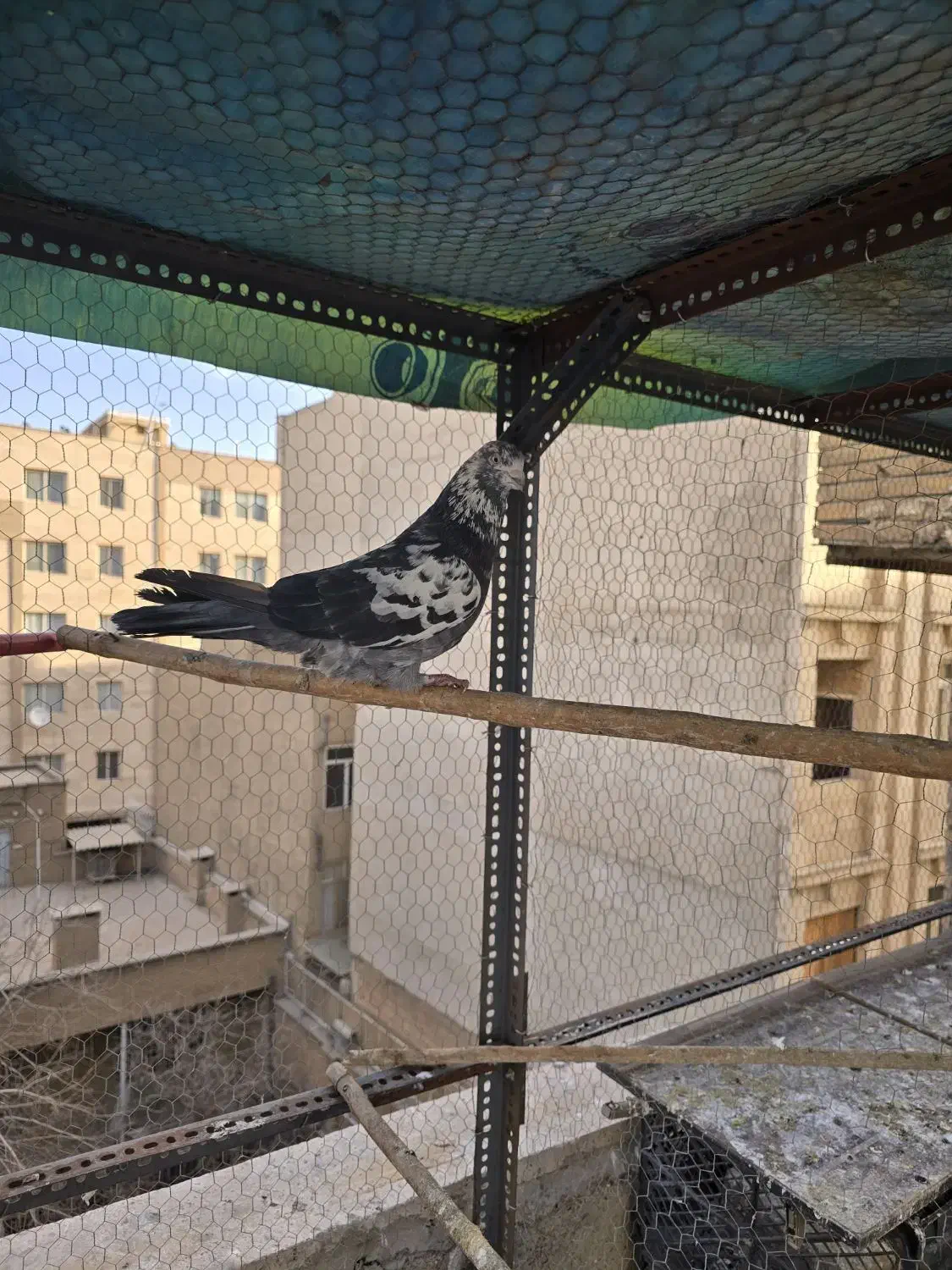 کفتر یا کبوتر|پرنده|تهران, شهمیرزادی|دیوار