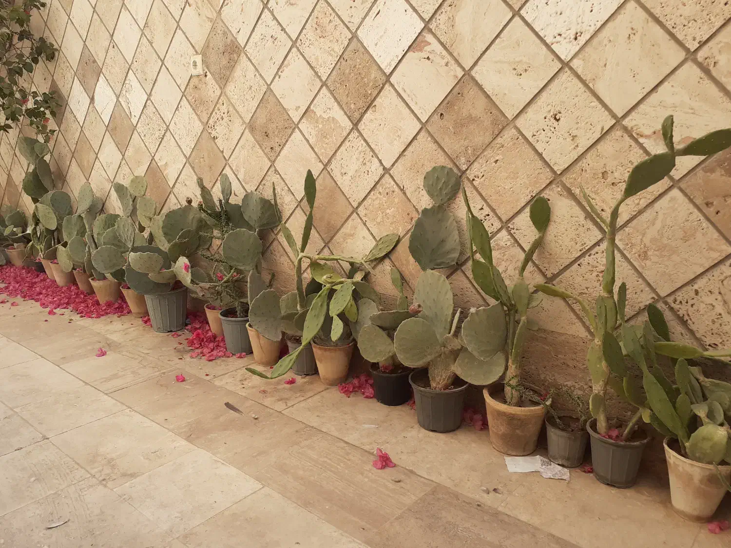 کاکتوس|گل و گیاه طبیعی|کاشان, الغدیر|دیوار