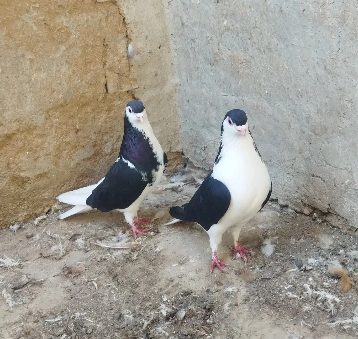 کبوتر|پرنده|رامیان, |دیوار