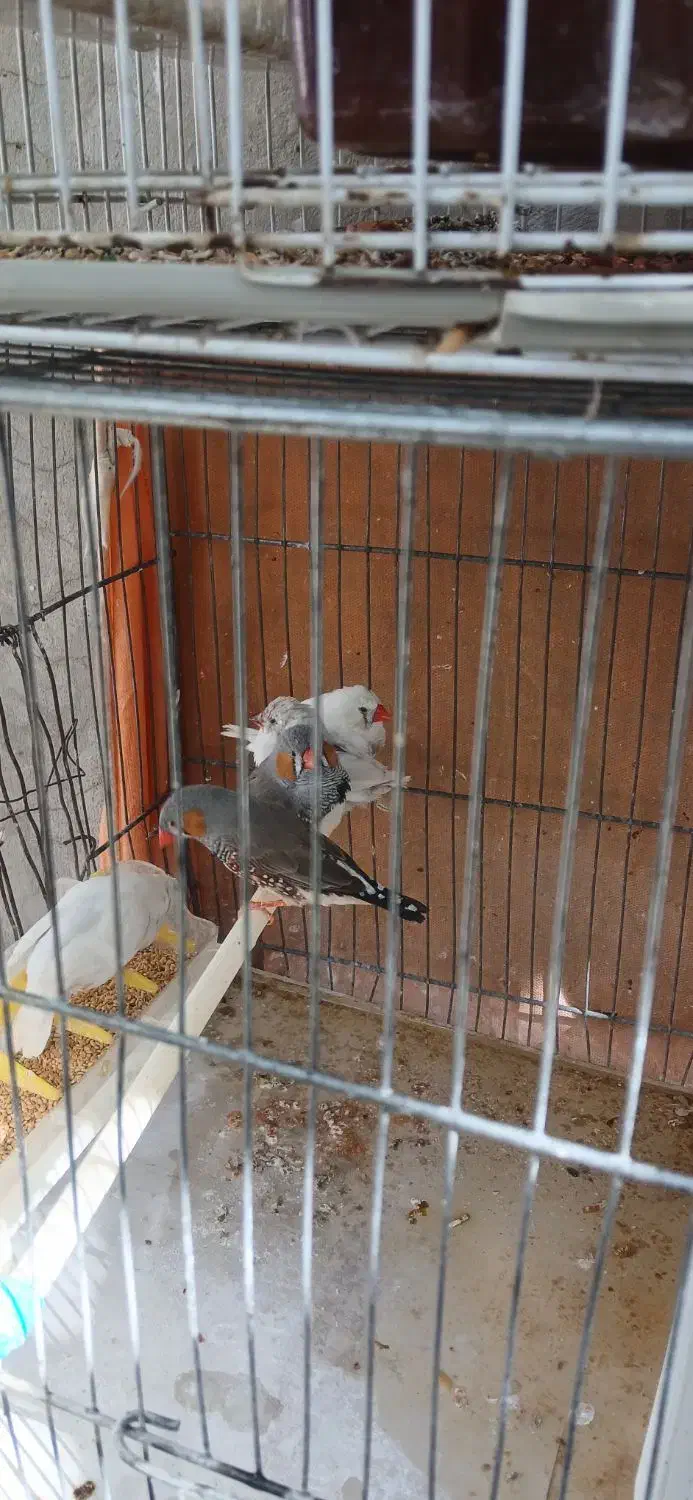 ۵ عدد فنچ همراه با قفس|حراج|یاسوج, |دیوار