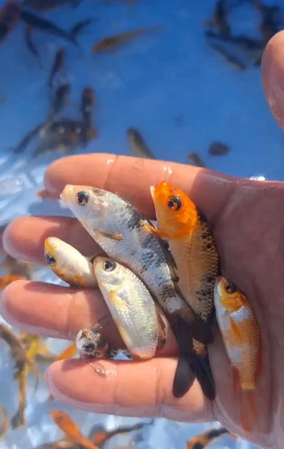 ماهی قرمز عید|ماهی|قم, بنیاد|دیوار