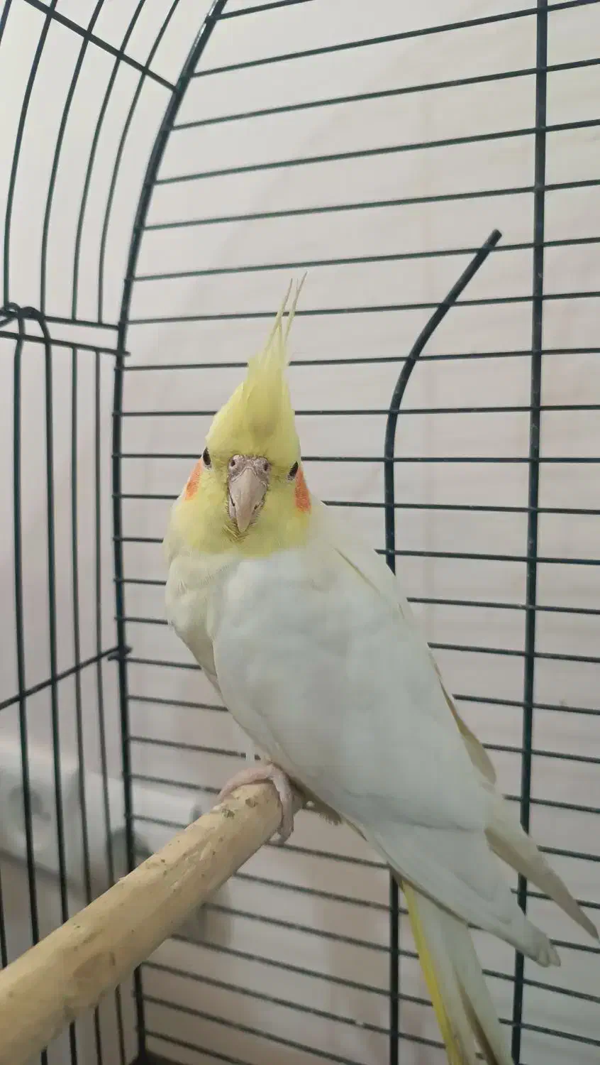 عروس هلندی ماده|پرنده|تهران, تسلیحات|دیوار