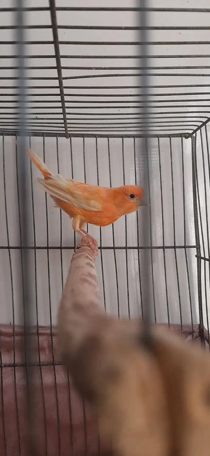 قناری|پرنده|شیراز, گویم|دیوار