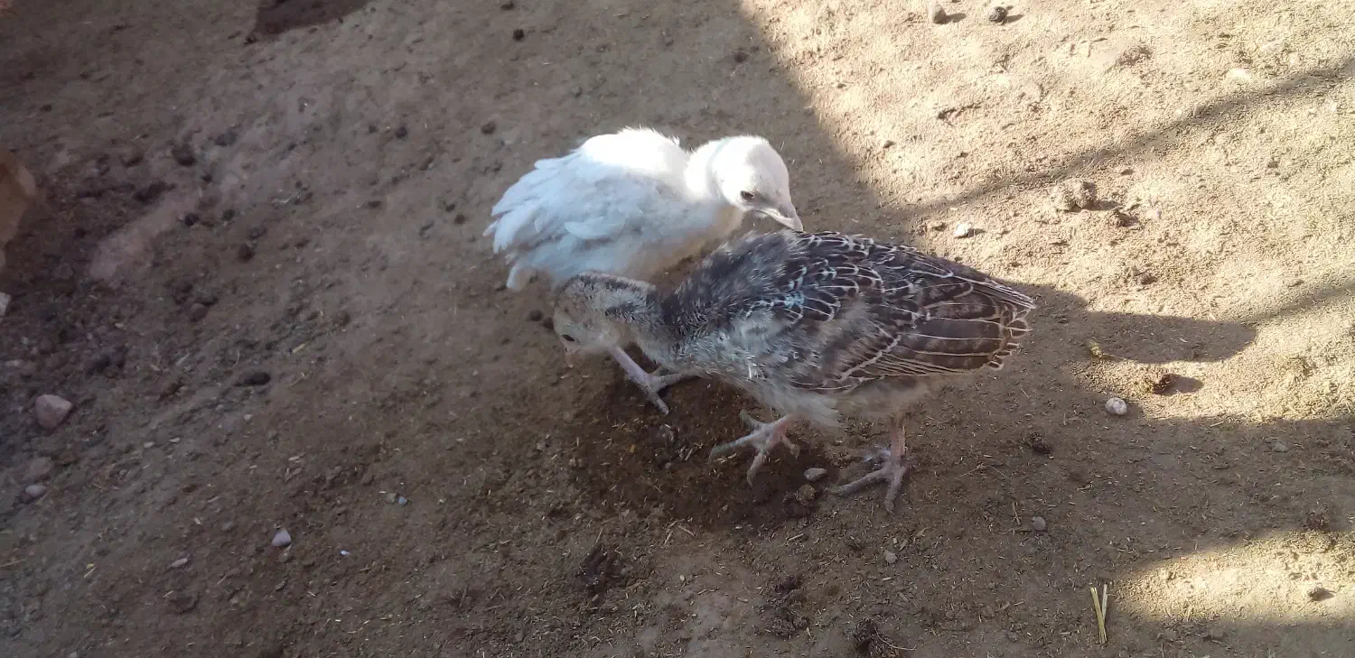 جوجه بوقلمون وجوجه مرغ کاکلی|حیوانات مزرعه|خواف, |دیوار