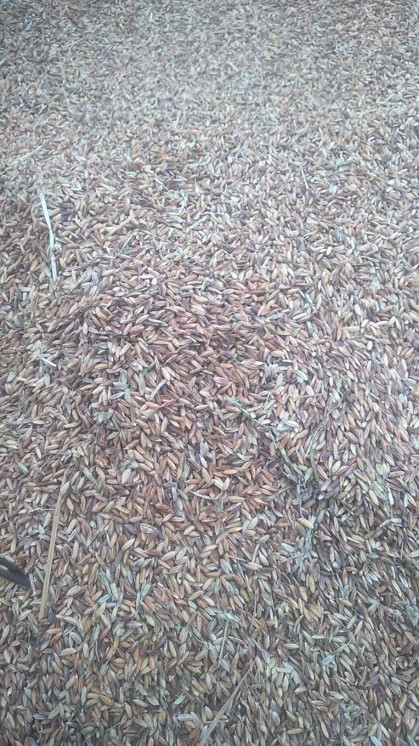 دریسیه دارخوین|خدمات باغبانی و درختکاری|شادگان, |دیوار