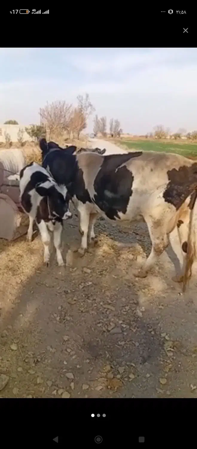 گاو شیری|حیوانات مزرعه|شال, |دیوار