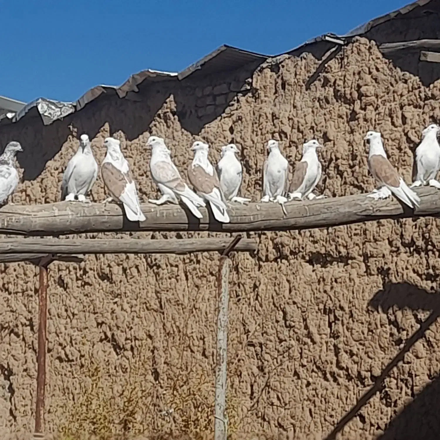 جفتی ۷۰۰|پرنده|دلیجان, |دیوار