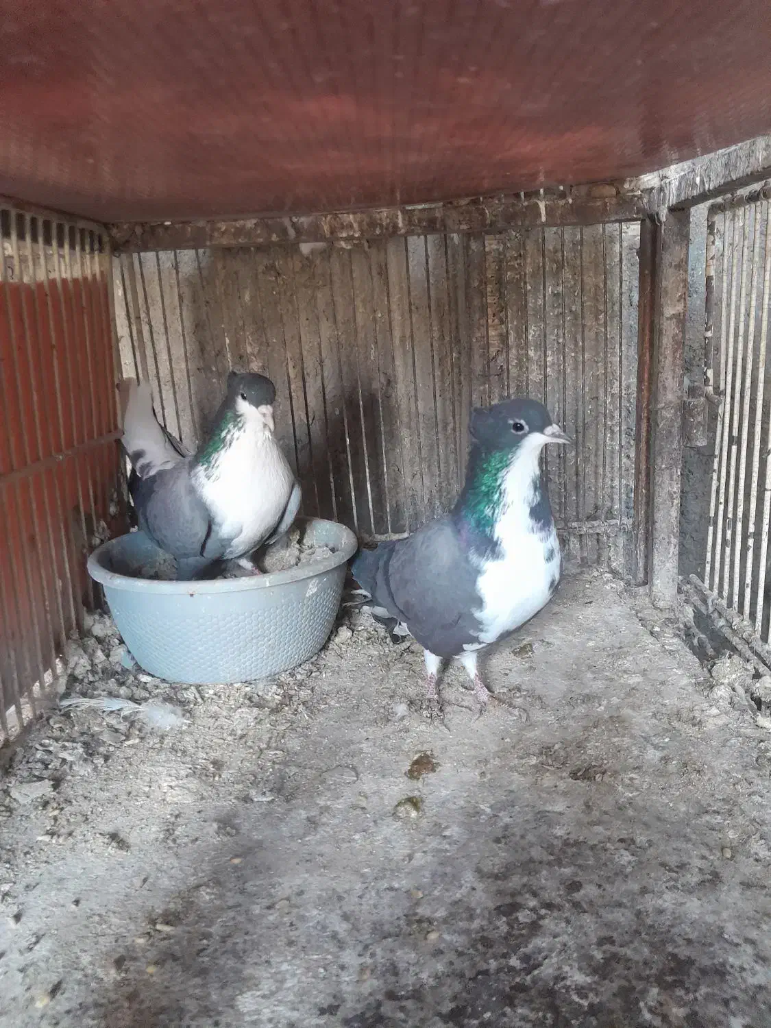 کفتر|پرنده|برخوار, |دیوار