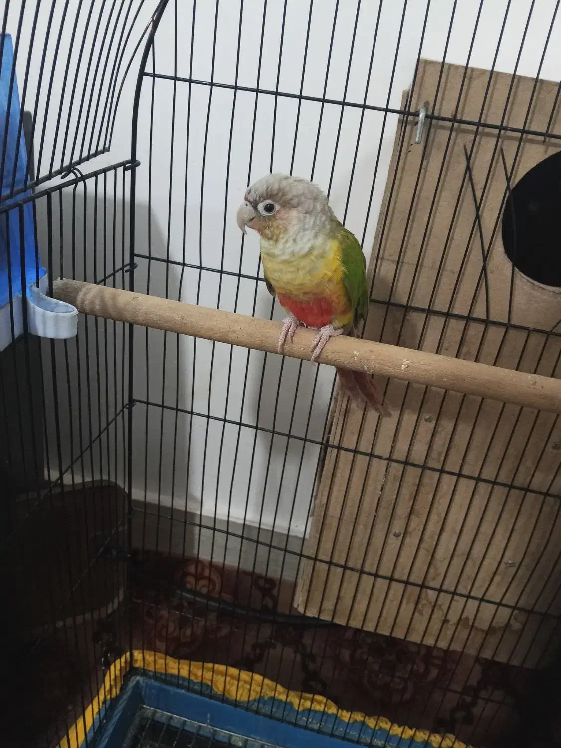 گرنچیک آناناسی|پرنده|تربت جام, اسماعیل آباد|دیوار