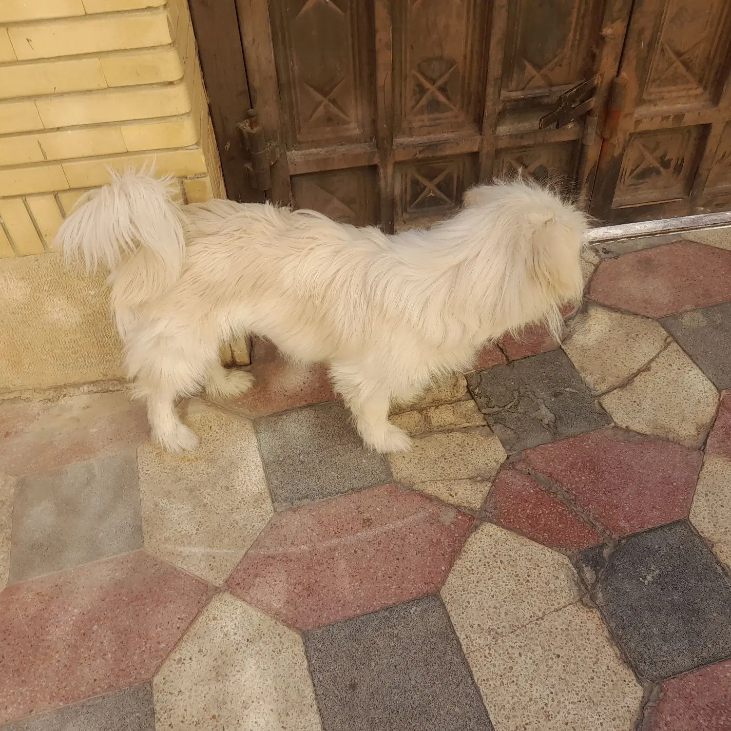 سگ اشپیتز|سگ|شیراز, کوهستان|دیوار