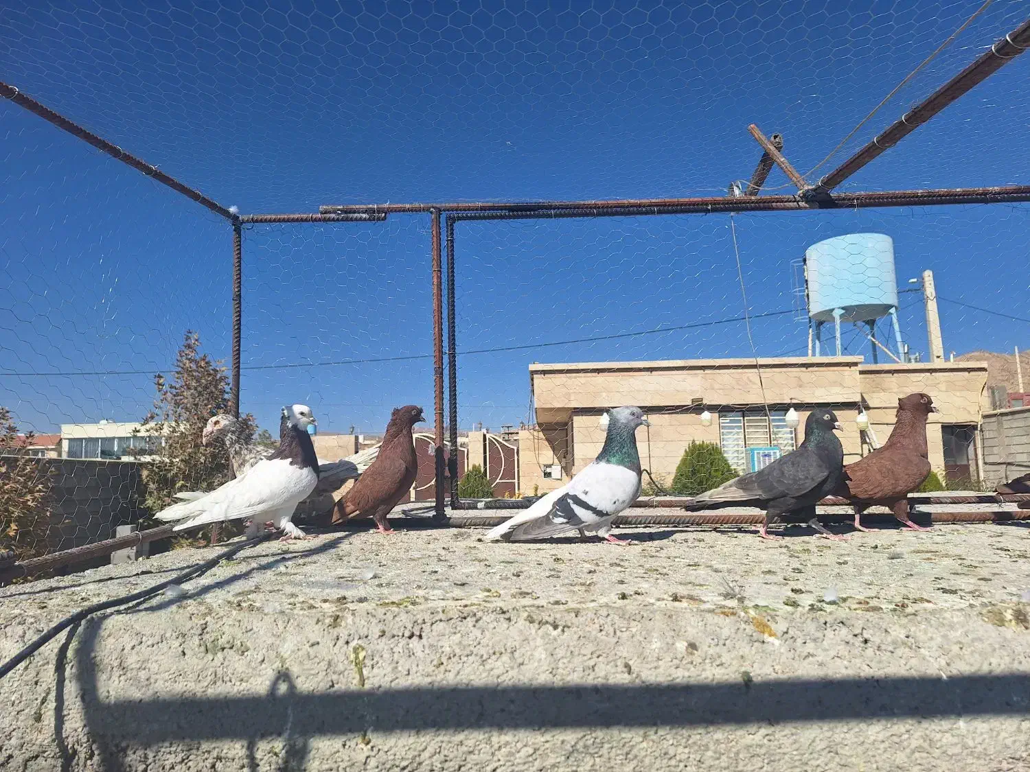 کبوتر رنگی|پرنده|شیراز, شهرک گلستان|دیوار