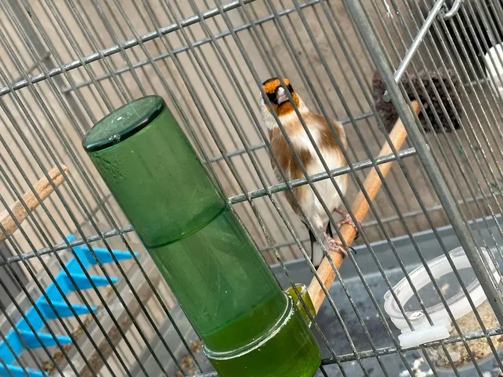 سهره نر|پرنده|کهریزک, |دیوار