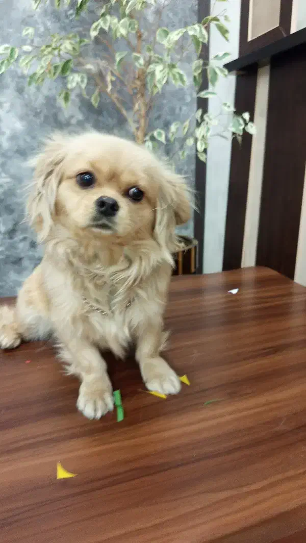 سگ خونگی پاه کوتاه|سگ|آشخانه, |دیوار