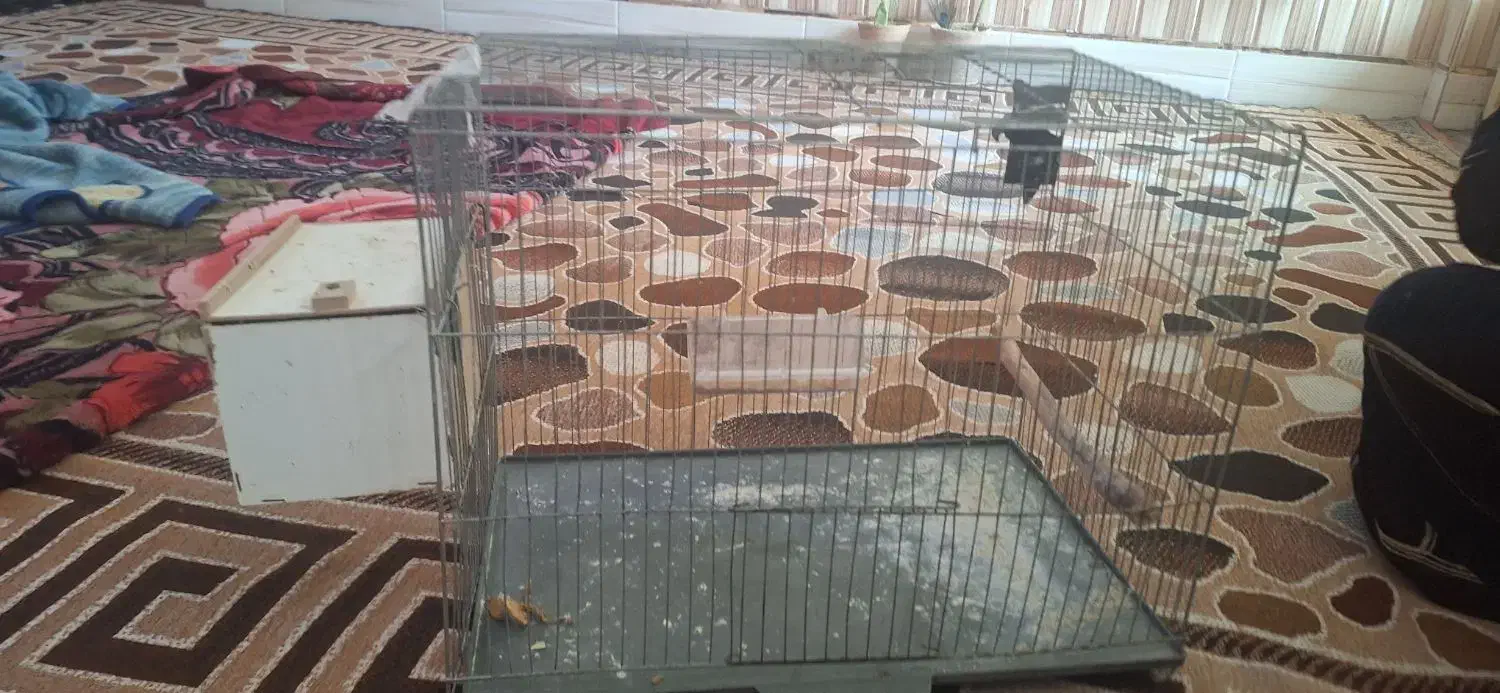 قفس مرغ عشق|لوازم جانبی حیوانات|اهواز, زرگان|دیوار