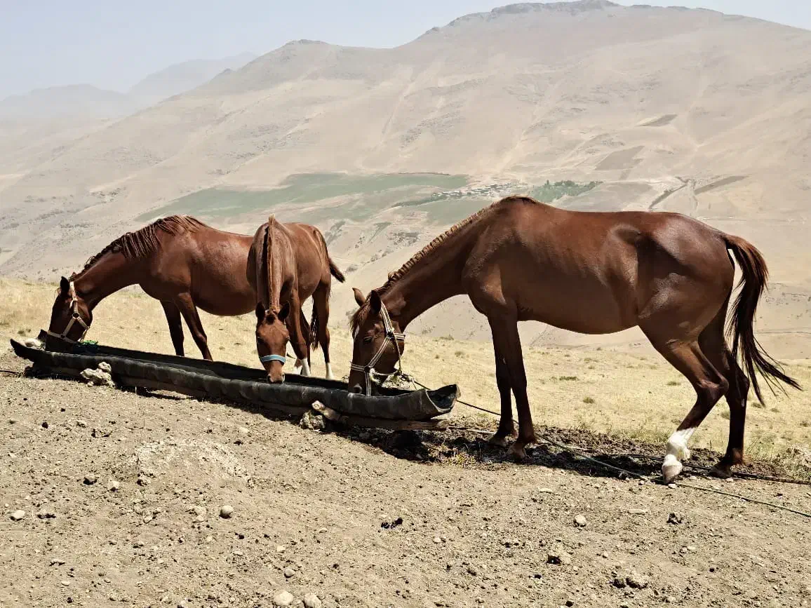 فروش سه راس نوزین با کره 6ماه ی مادیون|اسب و تجهیزات اسبسواری|الیگودرز, |دیوار