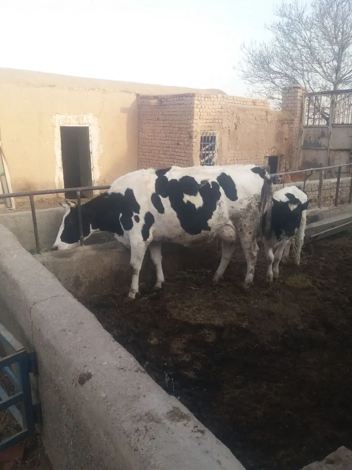 دوعدد گاو شیری هلشتاین و یک عدد گوساله ماده|حیوانات مزرعه|دشتابی, |دیوار