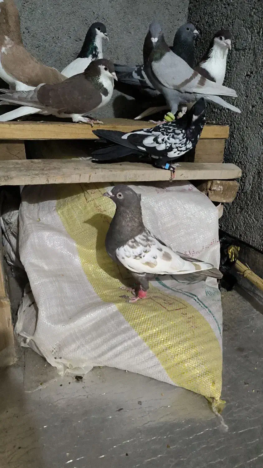 کبوتر گرفتنی|پرنده|سبزوار, قصبه غربی|دیوار