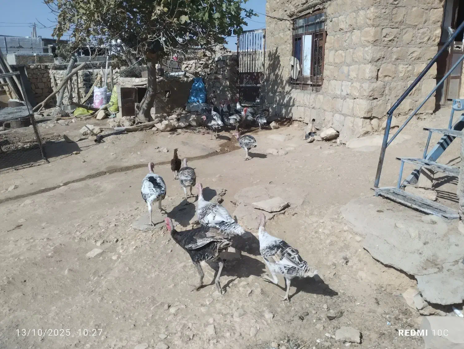 بوقلمون نر و ماده|پرنده|کوهدشت, |دیوار