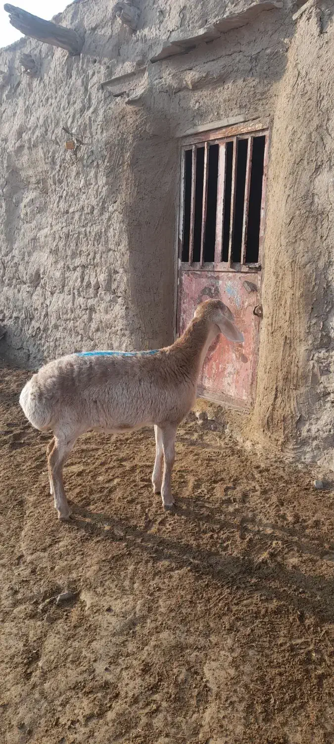 بره ماده چینی قشنگ|حیوانات مزرعه|تربت جام, جامرود|دیوار