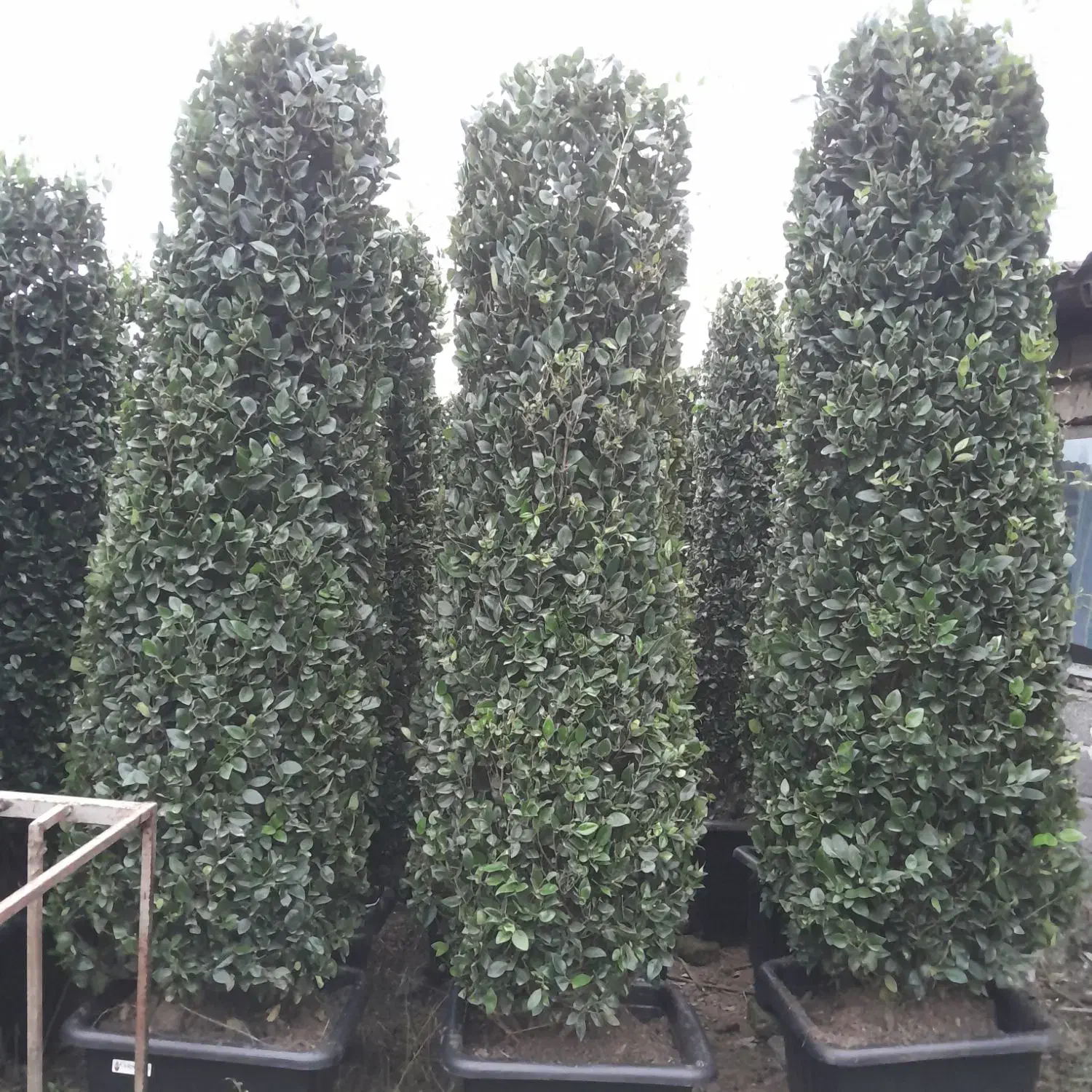 گلکده علی|گل و گیاه طبیعی|چابکسر, |دیوار