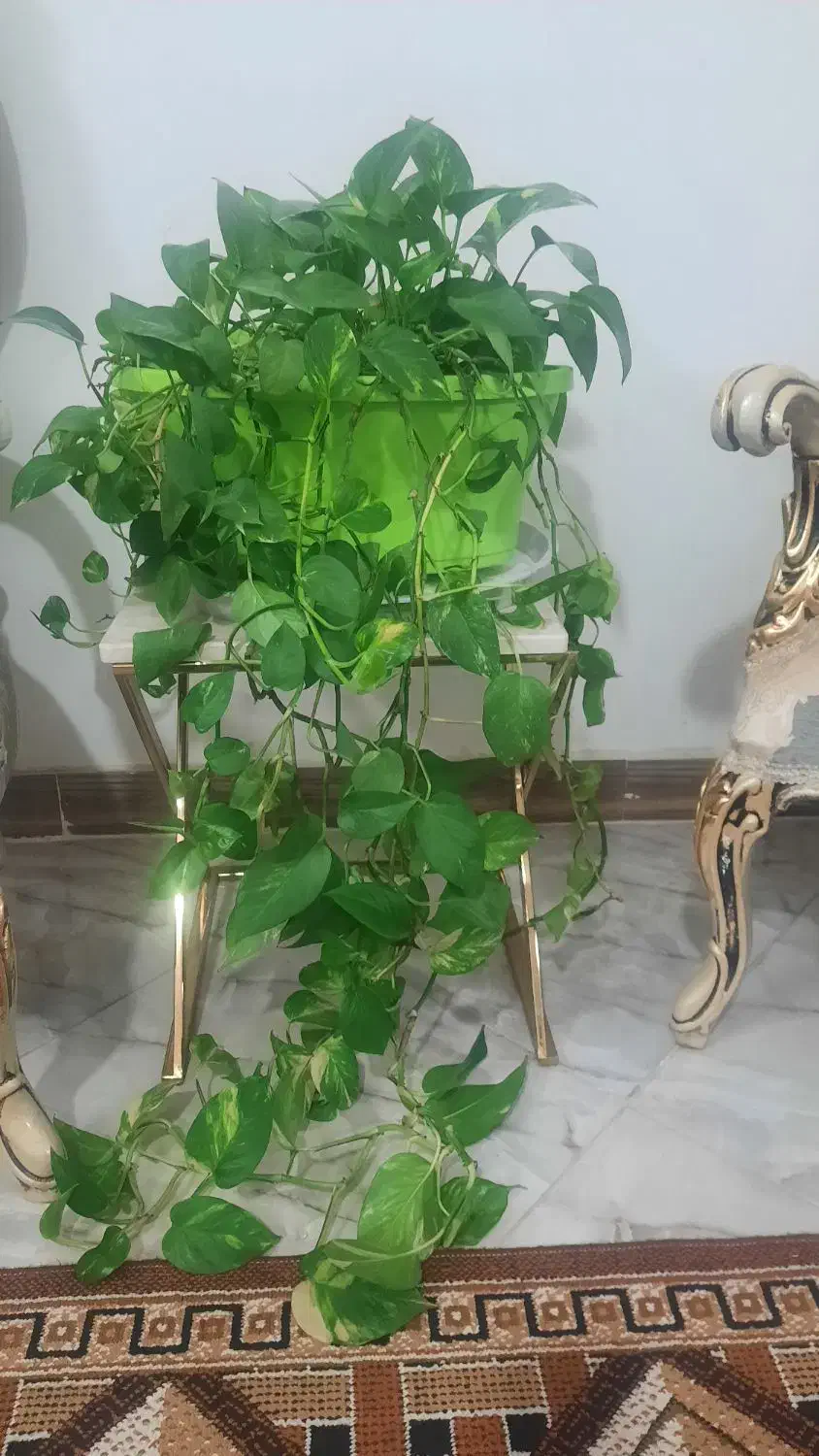 گل و گلدان|گل و گیاه طبیعی|قرچک, مهدیه|دیوار