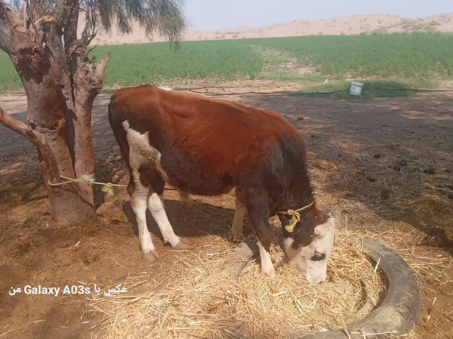 ۲و جلب ویه گوستر|حیوانات مزرعه|رودبار (کرمان), |دیوار