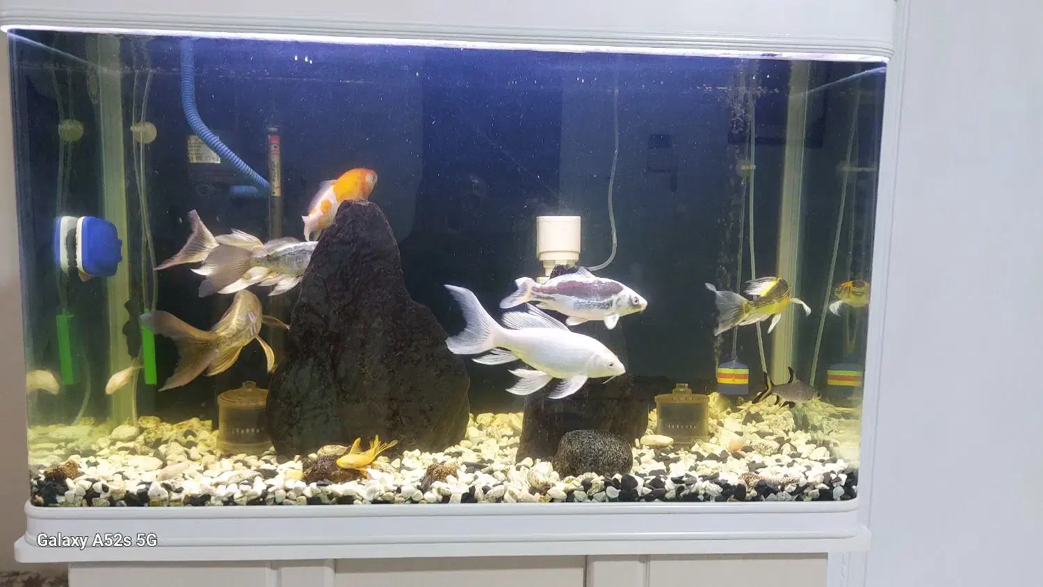 ماهی کوی|ماهی|تهران, کیانشهر|دیوار