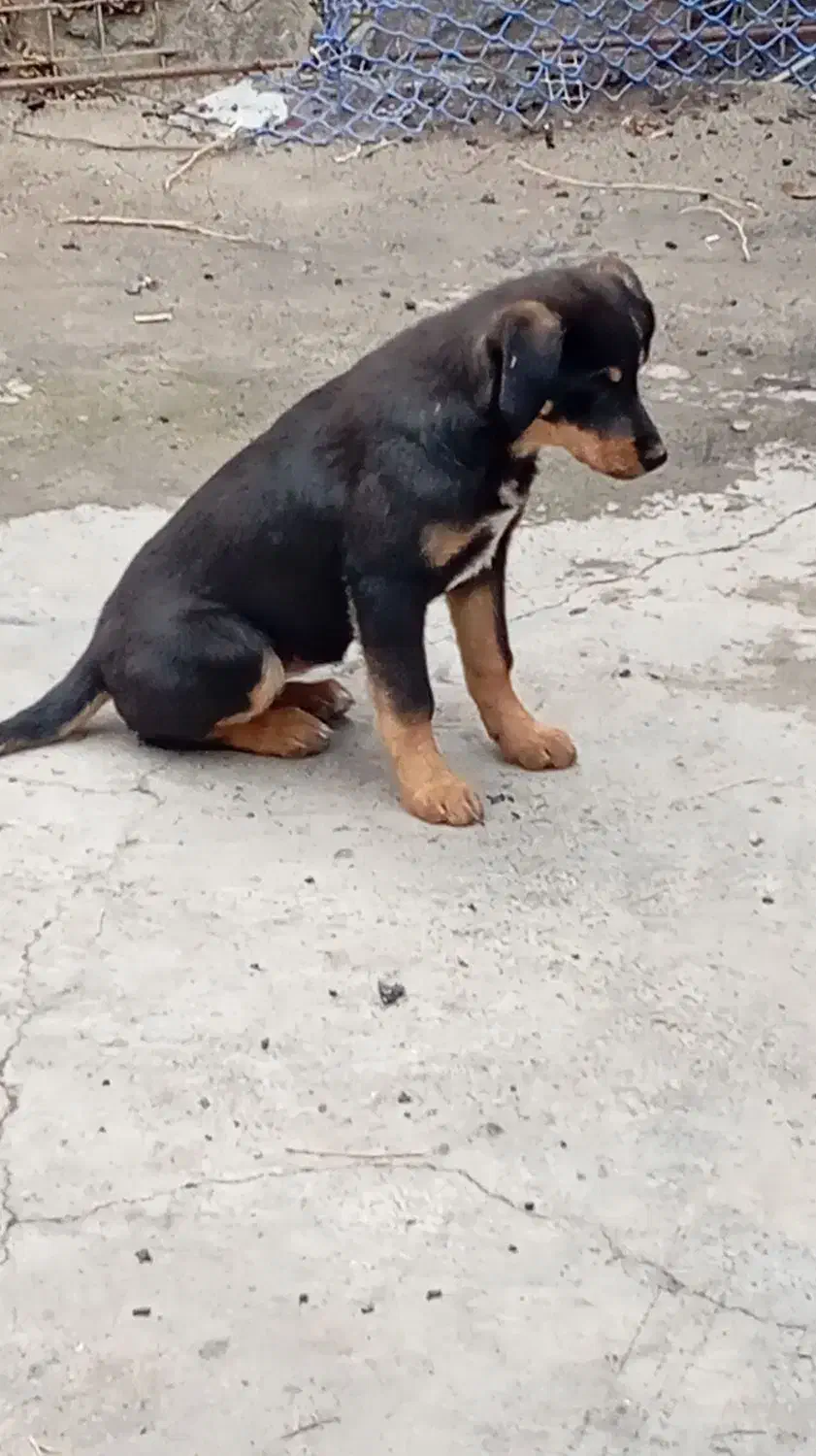 میکس دوبرمن. ماده،۴ماهه|سگ|تهران, زعفرانیه|دیوار