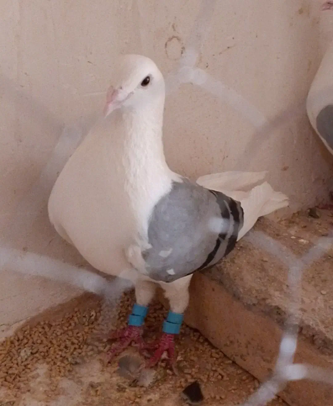 گراف ماده ذات درست|پرنده|تربت جام, معدآباد|دیوار