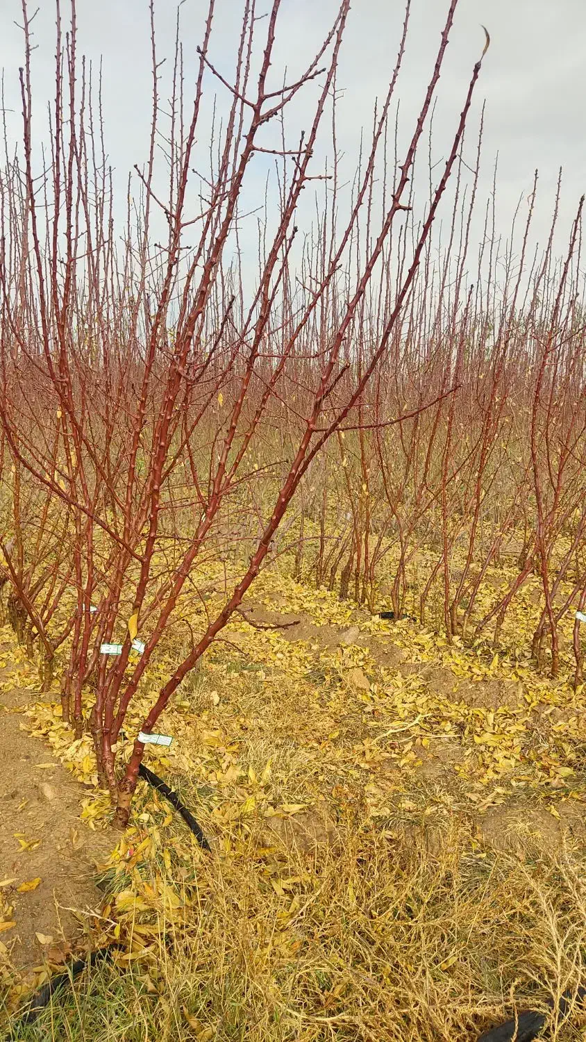 فروش نهال لیبل دار با بهترین کیفیت|خدمات باغبانی و درختکاری|میاندوآب, |دیوار