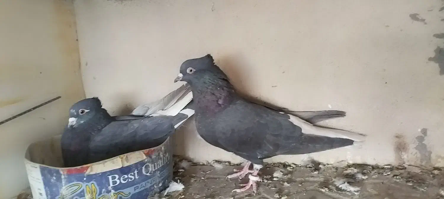 سیاه تخت دم سفید|پرنده|شاهین‌شهر, شهرک گلدیس|دیوار