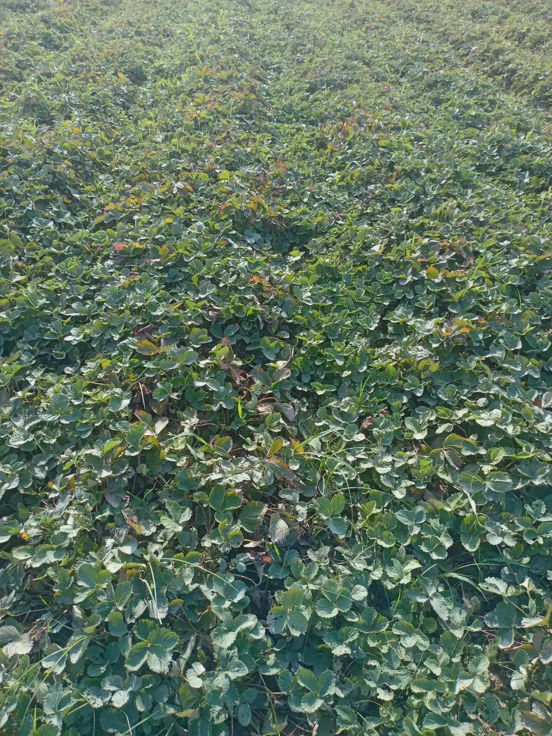 نهال توت فرنگی سابرینا|خدمات باغبانی و درختکاری|آزادشهر, |دیوار