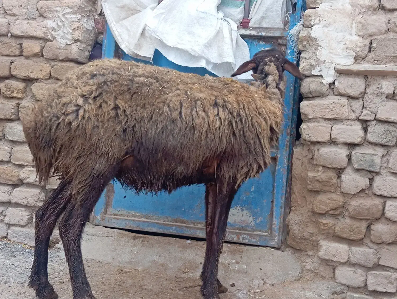 بره‌ماده|حیوانات مزرعه|گیان, |دیوار