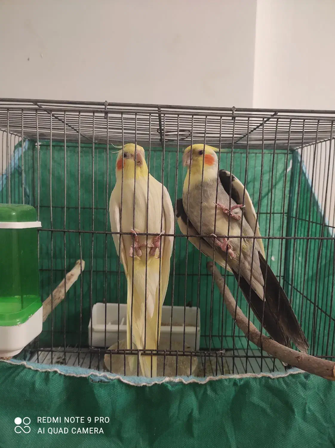 جفت طوطی عروس هلندی مولد با ضمانت|پرنده|کرمان, |دیوار