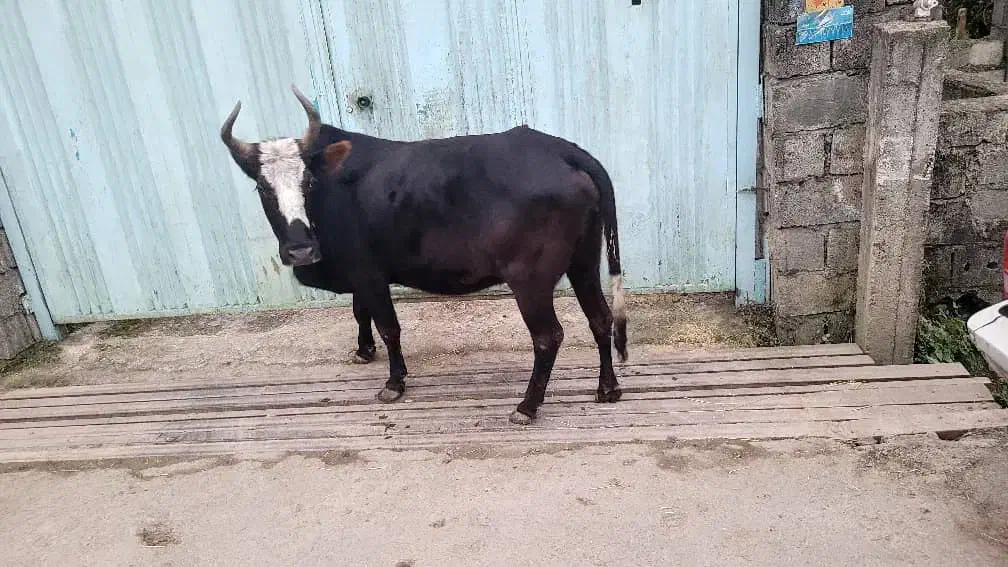 فروش گاو|حیوانات مزرعه|نوشهر, |دیوار