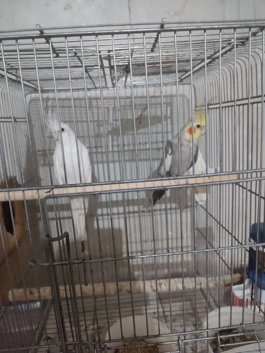 عروس هلندی|پرنده|فین, |دیوار