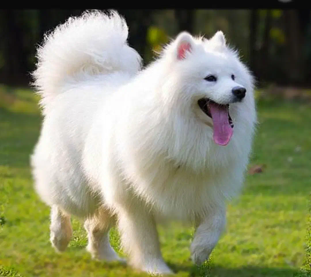 واگذاری سامویید ماده|سگ|زرگرشهر, |دیوار