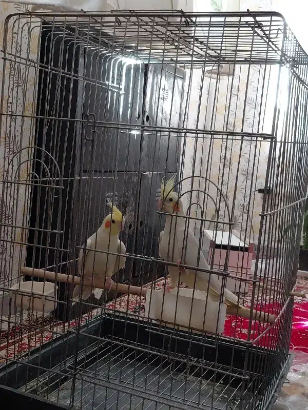 عروس هلندی|پرنده|قزوین, |دیوار