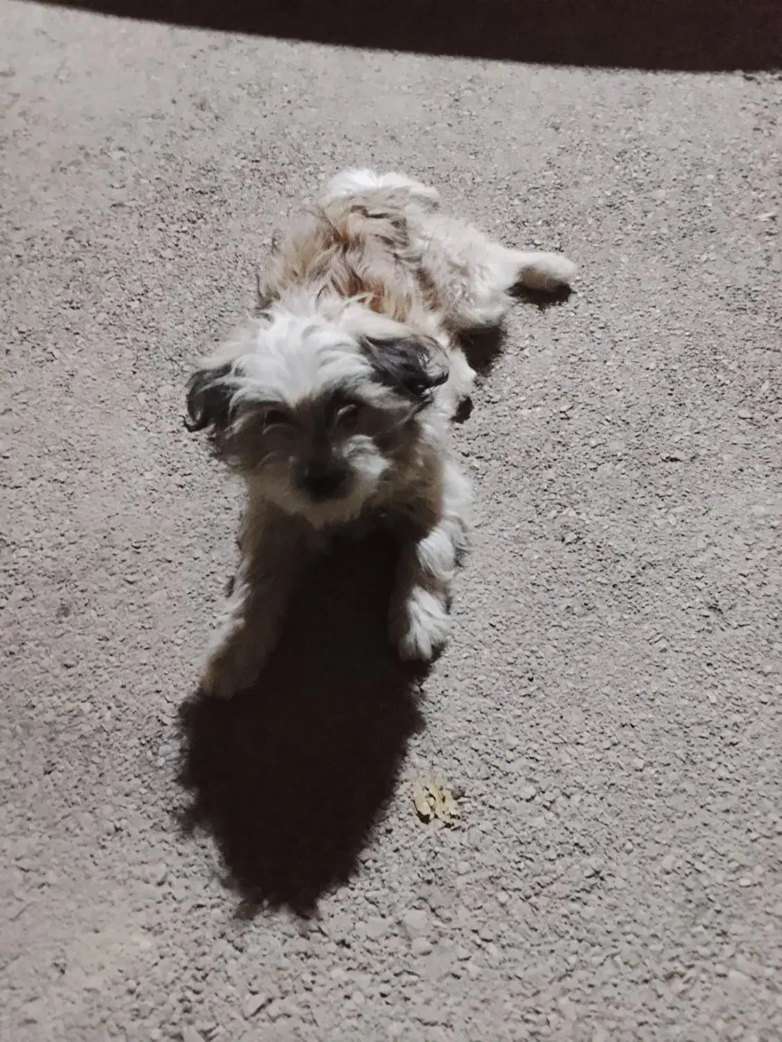 سگ اشپیتز|سگ|فارسان, |دیوار